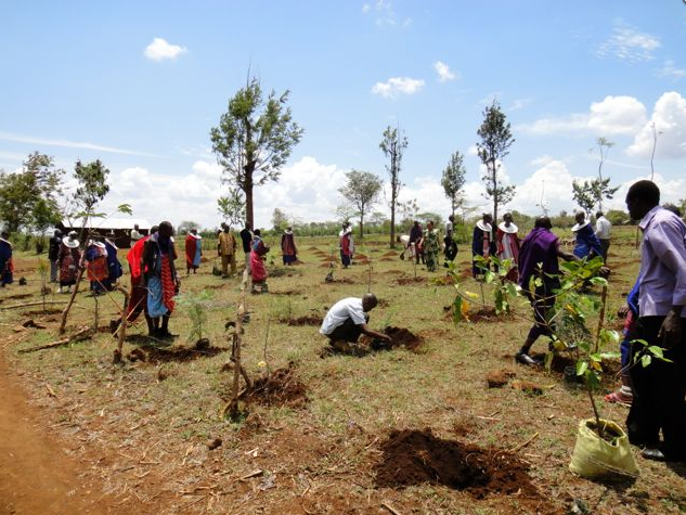 Large Scale Plantation